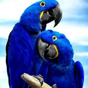 Meet your Posher, Bernard